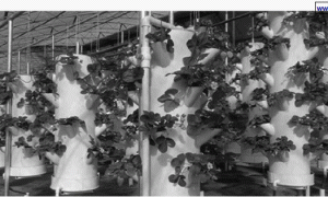 日光温室草莓吊柱式无土栽培技术