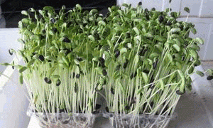 家庭无土栽培芽苗菜种植技术
