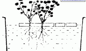 家庭浮床简易无土栽培