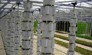 立柱盆钵式无土栽培