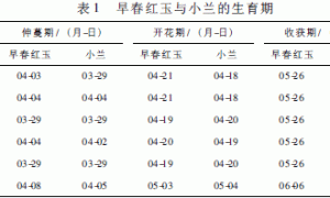 大棚西瓜有机生态型无土栽培技术研究