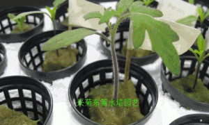 无土栽培岩棉块