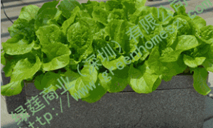 家庭无土栽培种植设备（叶菜、草莓、花卉类专用）