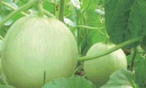 厚皮甜瓜有机生态型无土栽培技术要点