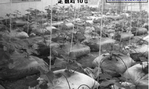 废弃编织袋在黄瓜无土栽培上的应用