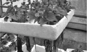 一串红无土栽培基质选择分析