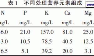 不同浓度营养液对油麦菜生长的影响