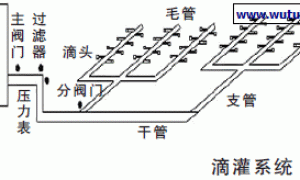 简易高效的有机生态型无土栽培系统