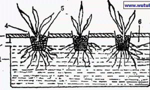 家庭用水培装置