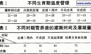 玻璃自控温室彩椒无土栽培技术