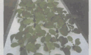 不同营养液配方对水培樱桃萝卜生长的影响