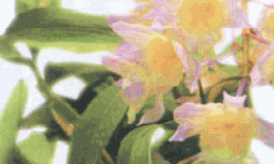 春石斛无土栽培技术