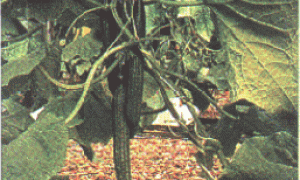 保护地蔬菜(黄瓜.番茄)有机基质型无土栽培技术