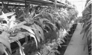 新型立体无土栽培模式及其配套设施简介