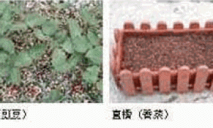 家庭种菜-播种与移苗