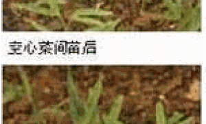 蔬菜育苗及养护图解