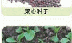 家庭种菜精选-菜心