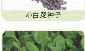 家庭种菜精选-小白菜