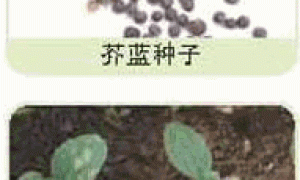 家庭种菜精选-芥蓝