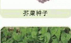 家庭种菜精选-芥菜