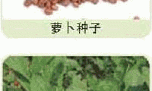 家庭种菜精选-萝卜