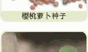 家庭种菜精选-樱桃萝卜