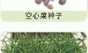 家庭种菜精选-空心菜