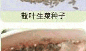 家庭种菜精选-散叶生菜