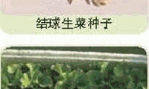 家庭种菜精选-结球生菜