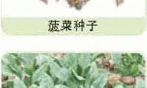 家庭种菜精选-菠菜