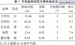 不同品种切花月季无土栽培对比试验