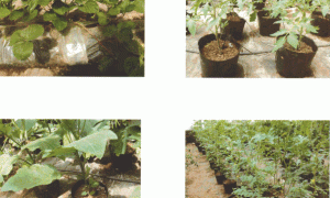 控根生态型无土栽培