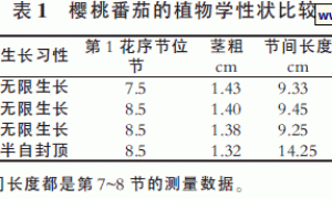樱桃番茄有机生态型无土栽培品种比较试验