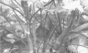 保健型蔬菜红秋葵栽培技术