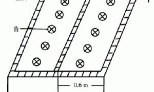甜瓜新型简易无土栽培技术