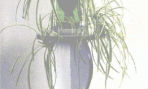 简易“无土”栽培法