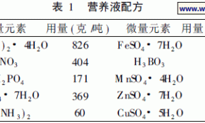 新疆厚皮甜瓜有机生态型无土栽培试验