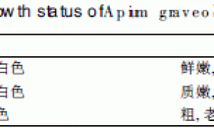 西芹菜有机生态型无土栽培应用研究初报