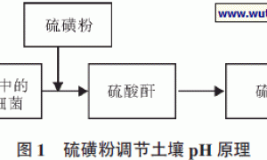 蓝莓栽培中土壤改良的方法及作用