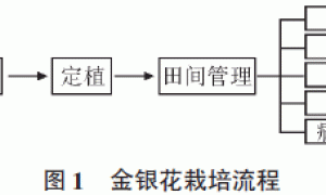 金银花栽培技术及效益分析