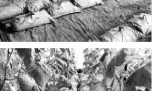 黄瓜袋式无土栽培