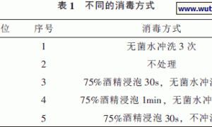 北虫草菌种人工分离的研究