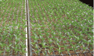 赤峰地区日光温室辣椒嫁接技术及应用前景