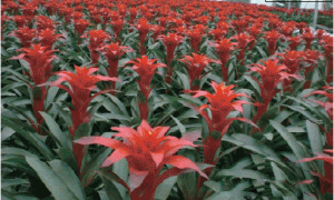 凤梨工厂化周年生产技术