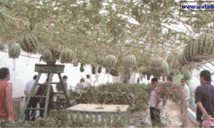 观赏型西瓜树式栽培技术