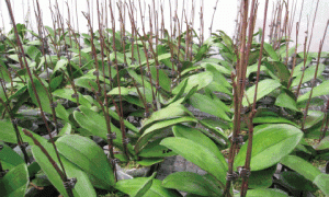 蝴蝶兰花期调控技术