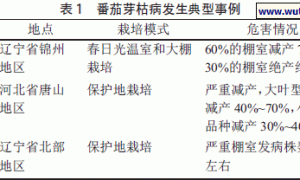 番茄芽枯病现状调查及其防治