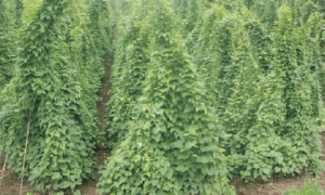 中草药穿山龙人工栽培技术探讨