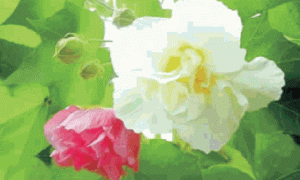 木芙蓉的特性及园林应用研究