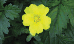 蛇莓委陵菜在园林绿化中的应用